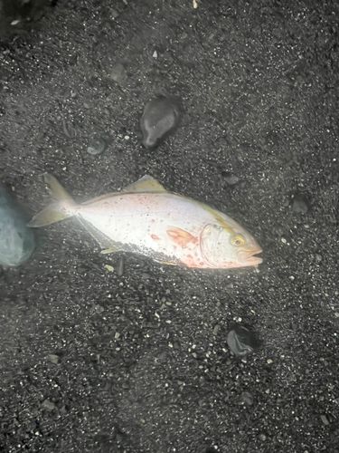 ショゴの釣果
