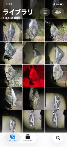 チヌの釣果
