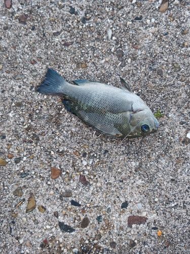 グレの釣果