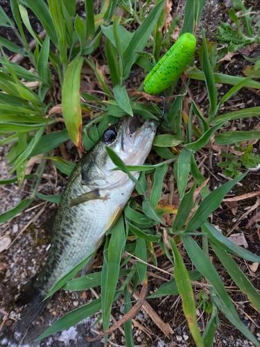 ブラックバスの釣果