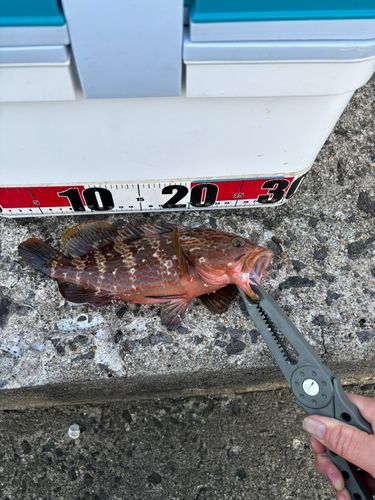キジハタの釣果