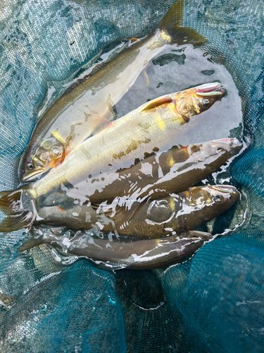アユの釣果