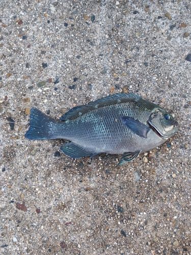 グレの釣果