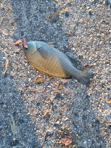 グレの釣果
