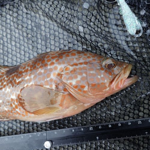 キジハタの釣果