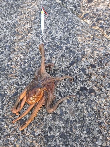 タコの釣果