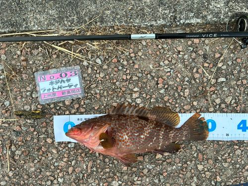 キジハタの釣果