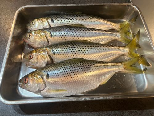 コノシロの釣果