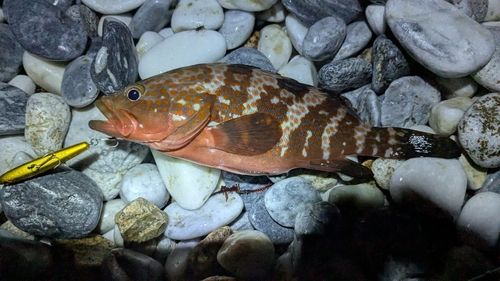 アコウの釣果
