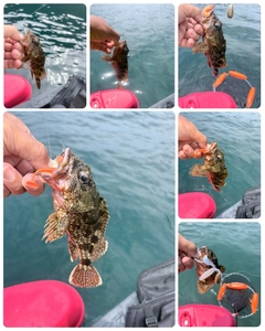 カサゴの釣果