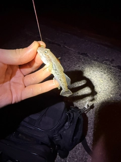 マハゼの釣果