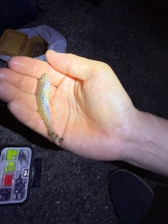 マハゼの釣果