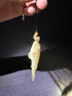 マハゼの釣果