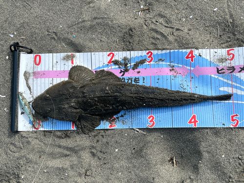 マゴチの釣果