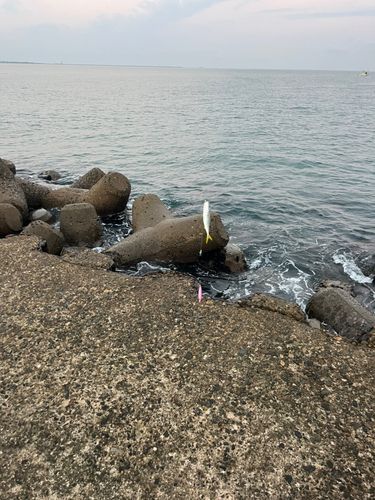 ツバスの釣果