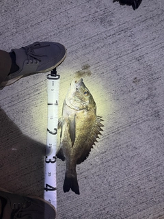 チヌの釣果
