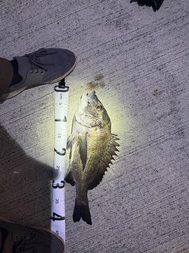 チヌの釣果