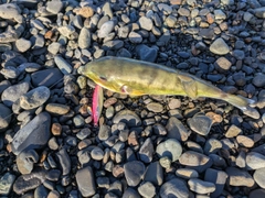 シロサバフグの釣果