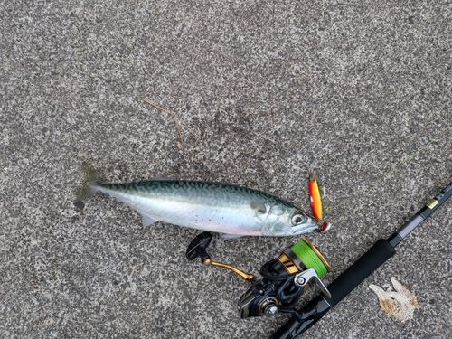 サバの釣果