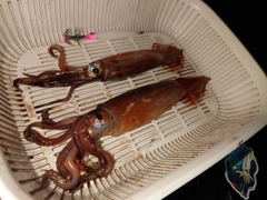 イカの釣果