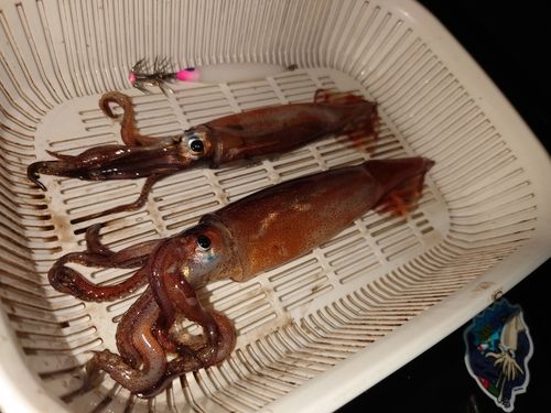 イカの釣果