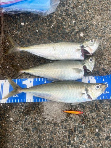 マルアジの釣果