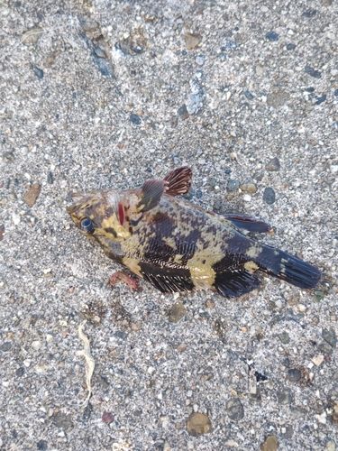 タケノコメバルの釣果