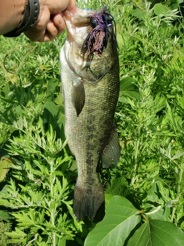 ラージマウスバスの釣果