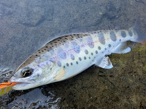 ヤマメの釣果
