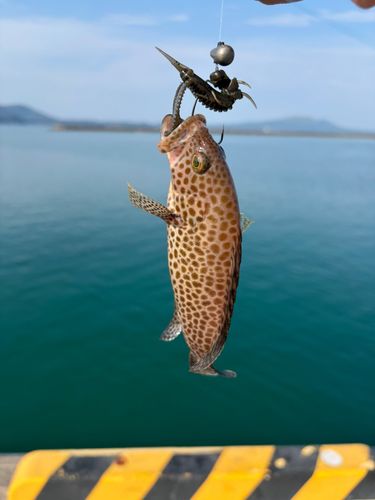 オオモンハタの釣果