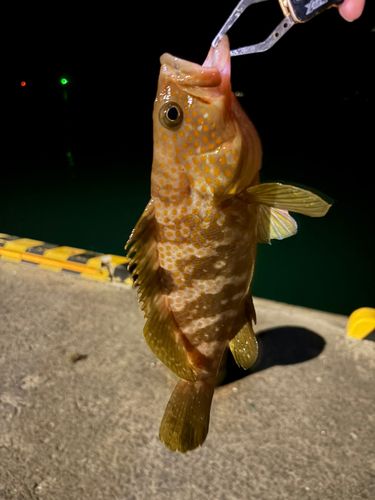 アコウの釣果