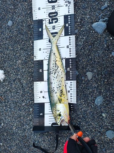 シイラの釣果