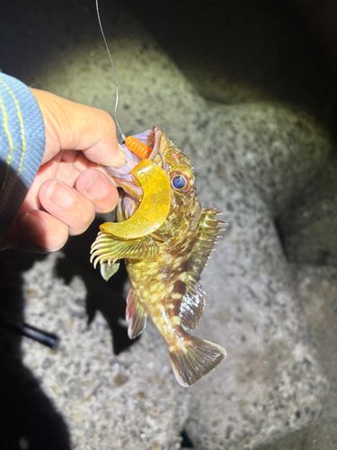 カサゴの釣果