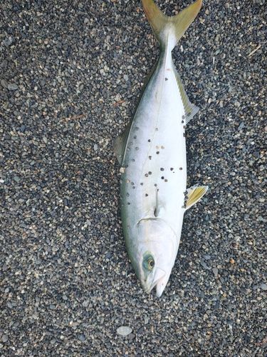 ワカシの釣果