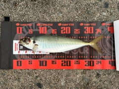 マルアジの釣果