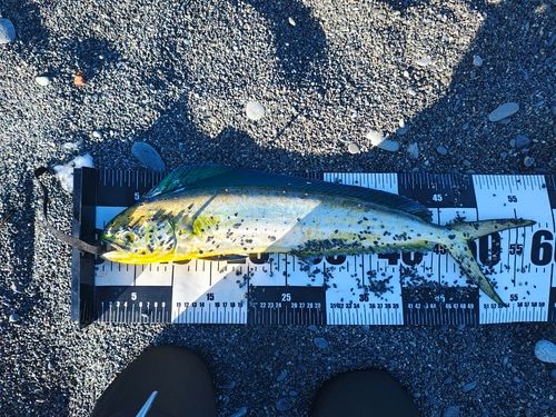 シイラの釣果