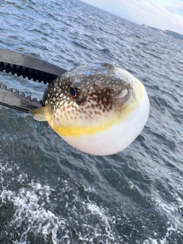 フグの釣果