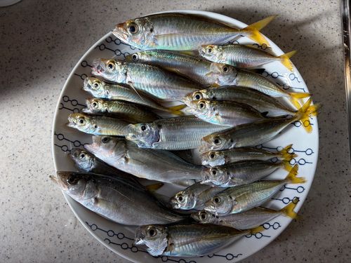 アジの釣果