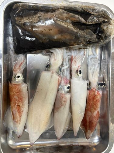 ケンサキイカの釣果