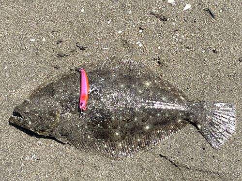 ソゲの釣果