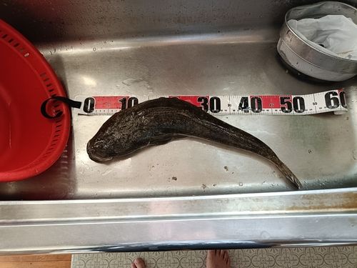 マゴチの釣果
