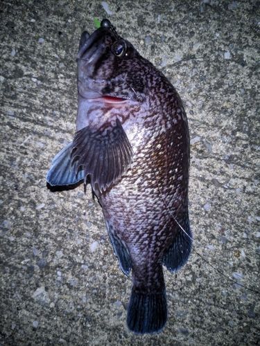 マゾイの釣果