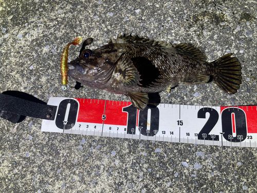 ムラソイの釣果