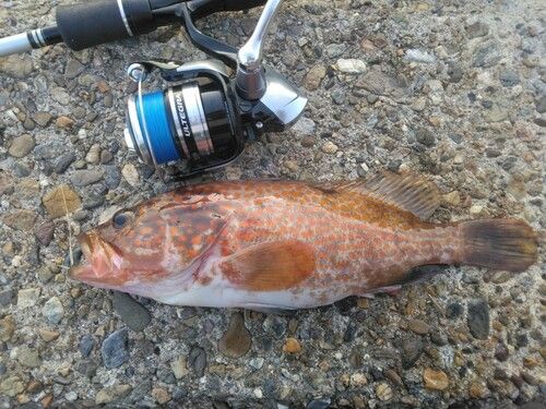 アコウの釣果