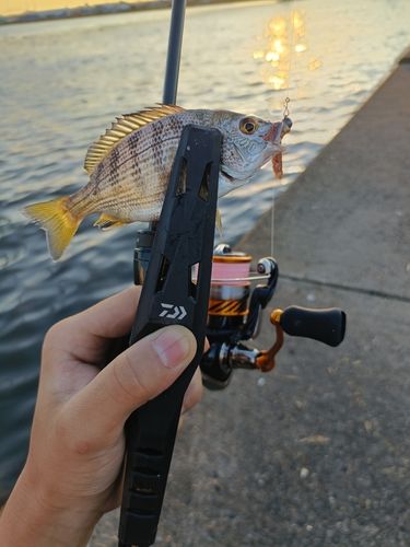 キビレの釣果