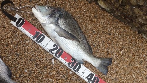 チヌの釣果