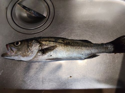 スズキの釣果