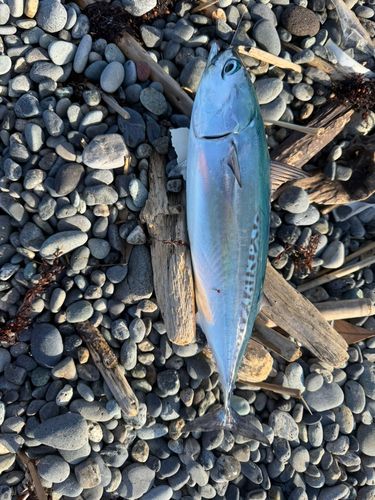 マルソウダの釣果