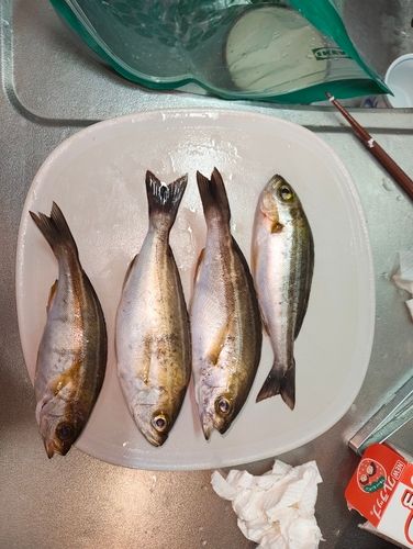 イサキの釣果