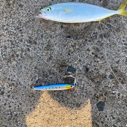 イナダの釣果